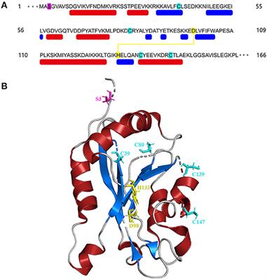 Cofilin: A Promising Protein Implicated in Cancer Metastasis and Apoptosis